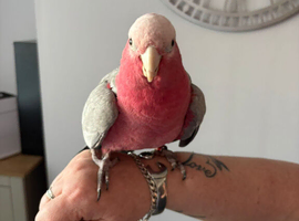 Beautiful Galah