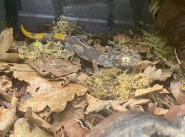 Birthday Week-end Surprise - Full Set Up + Half Price Spiny Tail Gecko