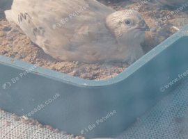 Male quail, 4 weeks old. 1 is celadon