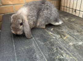 Mini Lop Doe