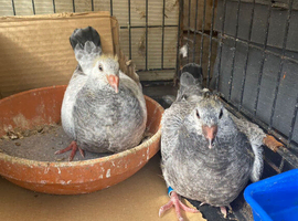 Baby pigeons for sale