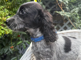KC Registered Cocker Spaniels