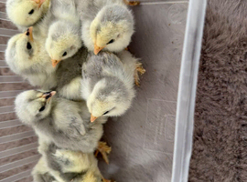Baby chicks pekin, Rhode Island and Brahma