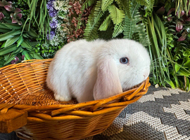 2 mini lop boys