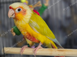 Handreared Turquoise conures