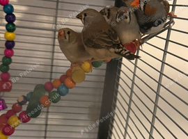3 male 3 female