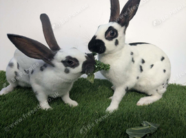 Purebred young English rabbits looking for good homes