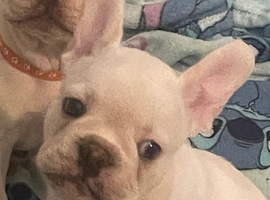 Female French bulldog puppy