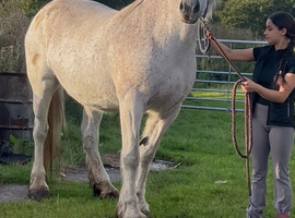 For sale 17.3hh Percheron mare