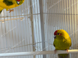 Breeding pair of kakarikis