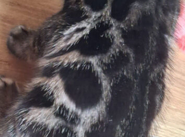 Bengal kitten