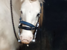 13.3/14hh blue &grey gelding