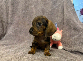 Miniature Dachshund