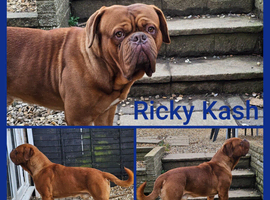DOGUE DE BORDEAUX STUD