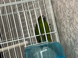 Kakariki parrot for sale 120 with everything cage food he loves dancing he got a bracelet on his foot with his date of birth he&rsquo;s only 6 months old so