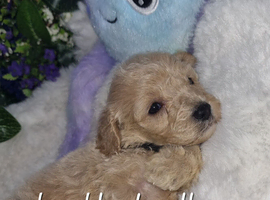 Cavapoochon