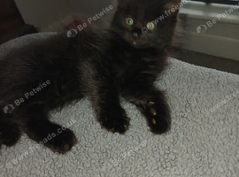 9 weeks old ready for new homes