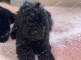 F1 cavapoo babies