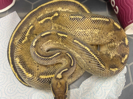 Freeway male 2yrs old