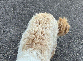 Cockapoo male 2 years old