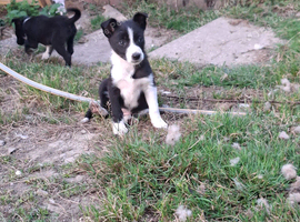Border collie pups