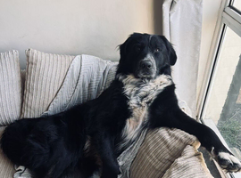 URGENT REHOME REQUIRED - please read full description