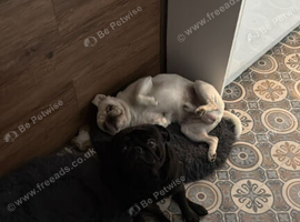 I will give away 2 pugs to good hands