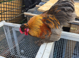 Blue partridge  pekin