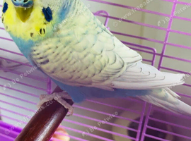 Spangle male