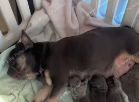 4 stunning French bulldogs puppies