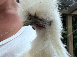 Male white silkie - 7 weeks old