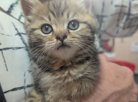 Adorable  Fluffy Cuddly Kitten looking for their forever Home