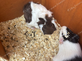 X2 boar guinea pigs with hutch
