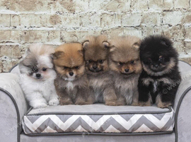 Beautiful Pomeranian Puppies &ndash; Boys & Girls