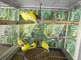 Canaries Glasgow