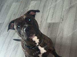 18 months old male staffordshire bull terrier