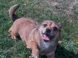 Buddy for rehome