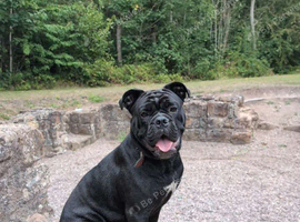 Cane corso mixed