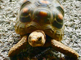 Tortoise needs a good home with may be an other tortoise