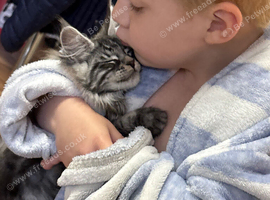 Large MaineCoon kittens