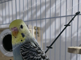 6 beautiful baby budgies looking for forever homes