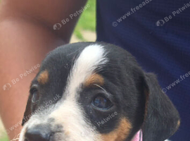Jack russel