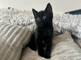 Gorgeous kittens