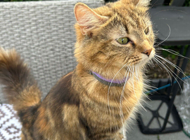 Female cat