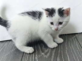 4 kittens avaliable