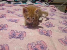 Male and female kittens for sale
