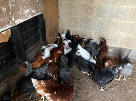 POL Pullets