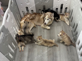 2 Siberian huskies ready in 7 days