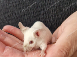 Baby Siamese mice for sale 6wls old