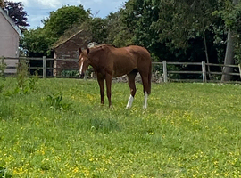 Livery arrangement for my mare!